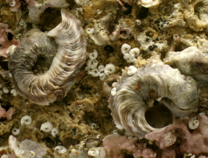 Dendropoma lebeche Templado, Richter & Calvo, 2016Specimen from Barbate, Spain, Cádiz (actual size 9 mm).