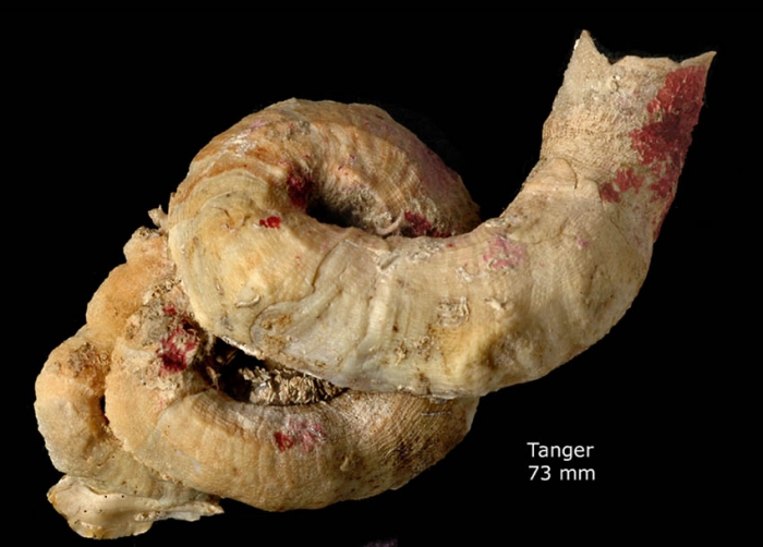 Serpulorbis arenarius (Linnaeus, 1767)Specimen from Tangiers, Morocco (actual size 73 mm).