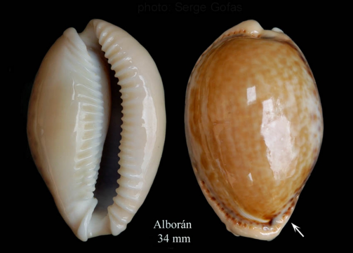 Erosaria spurca (Linnaeus, 1758)Specimen from Isla de Alborán (actual size 34 mm). Erosaria spurca (Linnaeus, 1758)Specimen from Isla de Alborán (actual size 34 mm).
