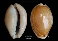 Erosaria spurca (Linnaeus, 1758)Specimen from Isla de Albor (actual size 34 mm).