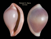 Pseudosimnia carnea (Poiret, 1789)Specimen from Almer (col. Diego Moreno ex Alberto Sierra) (actual size 8.0 mm)
