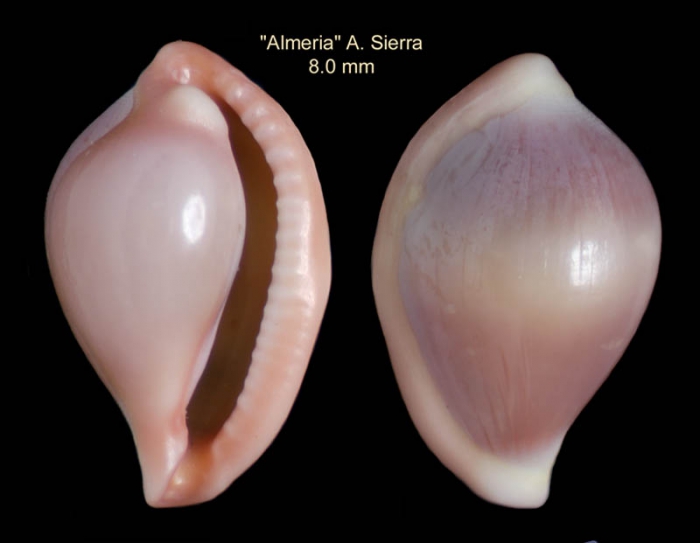 Pseudosimnia carnea (Poiret, 1789)Specimen from Almer�a (col. Diego Moreno ex Alberto Sierra) (actual size 8.0 mm)