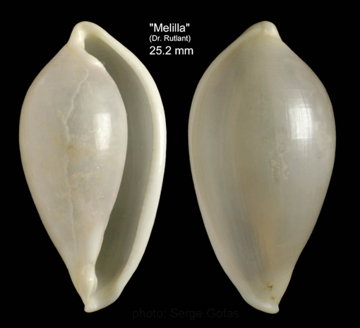 Aperiovula adriatica (Sowerby G.B. I, 1828)Specimen from Melilla (col. Rutlant, MNHN) (actual size 25.2 mm)