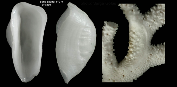 Pedicularia sicula Swainson, 1840Specimen from Spartl Bank, Strait of Gibraltar (actual size 9.4 mm).