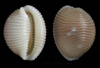 Trivia arctica (Pulteney, 1799)Specimen from Cabo Pino, Maga, Spain, 15 m (actual size 8.9 mm).