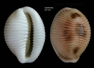 Trivia monacha (da Costa, 1778)Specimen from Calahonda, Maga, Spain (actual size 9.6 mm).