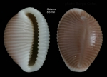 Trivia mediterranea (Risso, 1826)Specimen from Getares, Spain (actual size 8.6 mm).