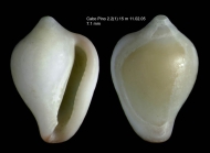 Erato voluta (Montagu, 1803)Shell from Cabo Pino, Maga, Spain, 15 m (actual size 7.1 mm)