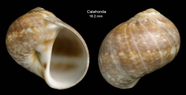 Natica prietoi Hidalgo, 1873Shell from Calahonda, Maga, Spain (actual size 16.2 mm)