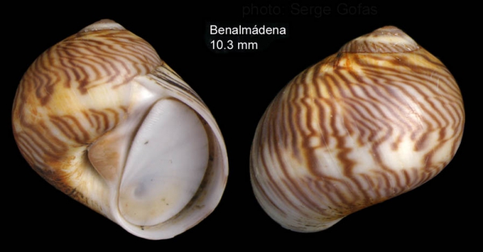 Tectonatica sagraiana (d'Orbigny, 1842)Specimen from Benalmdena, Spain (actual size 10.3 mm).