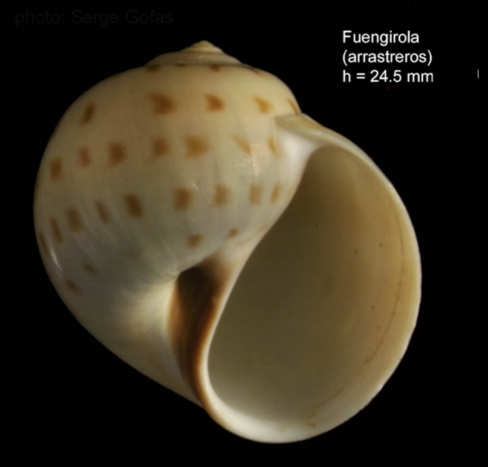 Euspira grossularia (Marche-Marchad, 1957)Shell from Fuengirola, Spain (actual size 24.5 mm). Euspira grossularia (Marche-Marchad, 1957)Shell from Fuengirola, Spain (actual size 24.5 mm).
