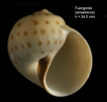 Euspira grossularia (Marche-Marchad, 1957)Shell from Fuengirola, Spain (actual size 24.5 mm).