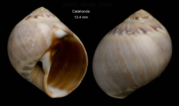 Euspira guilleminii (Payraudeau, 1826)Specimen from Calahonda, M�laga, Spain (actual size 13.4 mm).