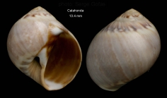Euspira guilleminii (Payraudeau, 1826)Specimen from Calahonda, Mlaga, Spain (actual size 13.4 mm).