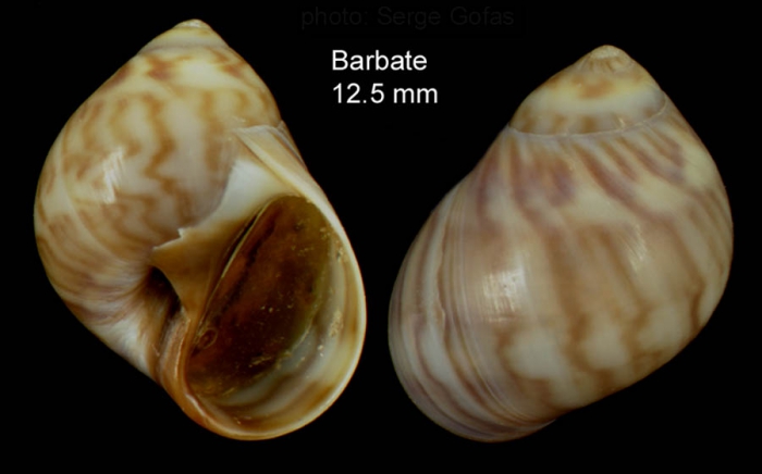 Euspira macilenta (Philippi, 1844)Specimen from Barbate, Spain (actual size 12.5 mm). Euspira macilenta (Philippi, 1844)Specimen from Barbate, Spain (actual size 12.5 mm).