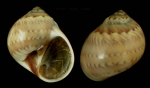 Euspira nitida (Donovan, 1804)Specimen from Barbate, Spain (actual size 12 mm).