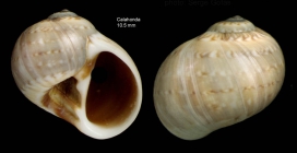 Payraudeautia intricata (Donovan, 1804)Shell from Calahonda, Maga, Spain (actual size 10.5 mm).