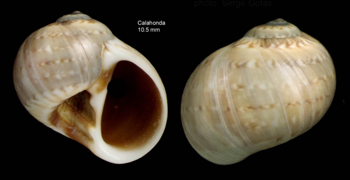 Payraudeautia intricata (Donovan, 1804)Shell from Calahonda, M�laga, Spain (actual size 10.5 mm).