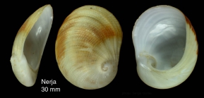 Sinum bifasciatum (Rcluz, 1851)Shell from Nerja, Mlaga, Spain (actual size 30 mm).