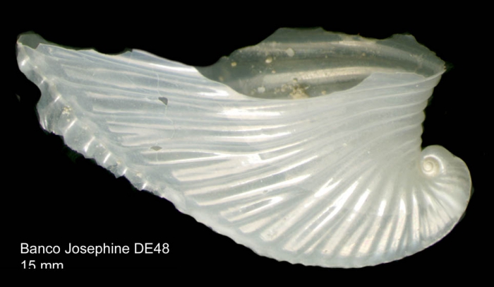 Carinaria mediterranea Blainville, 1825Shell from Josephine Seamount (actual size 15 mm). Carinaria mediterranea Blainville, 1825Shell from Josephine Seamount (actual size 15 mm).