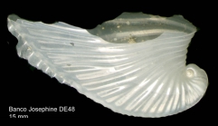 Carinaria mediterranea Blainville, 1825Shell from Josephine Seamount (actual size 15 mm).
