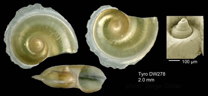 Atlanta brunnea J. E. Gray, 1850Shell from Tyro seamount, central North Atlantic (actual size 2.0 mm). Atlanta brunnea J. E. Gray, 1850Shell from Tyro seamount, central North Atlantic (actual size 2.0 mm).