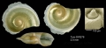 Mollusca (molluscs)