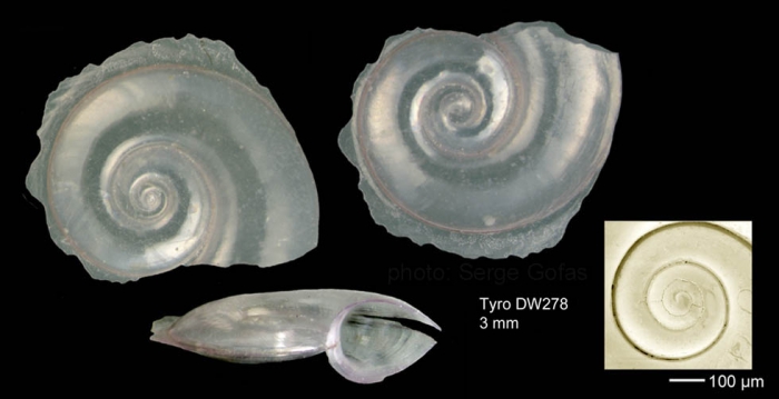 Atlanta peronii Lesueur, 1817Shell from  Tyro seamount, central North Atlantic (actual size 3.0 mm)