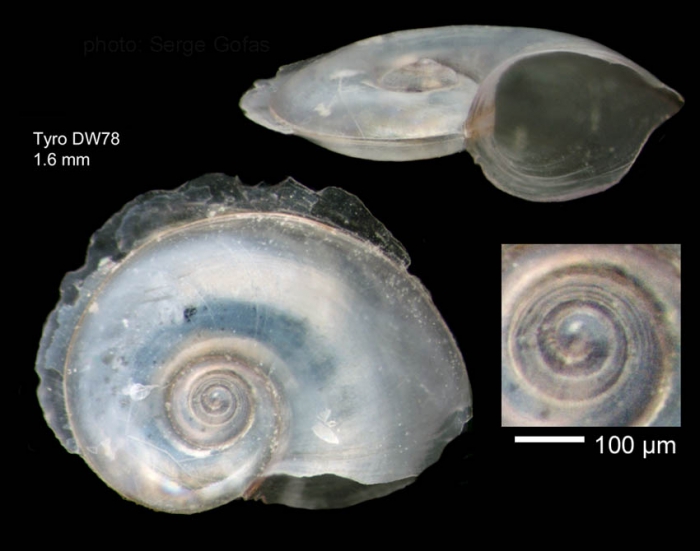 Atlanta selvagensis de Vera & Seapy, 2006Shell from  Tyro seamount, central North Atlantic (actual size 2.0 mm)