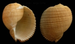 Caenogastropoda