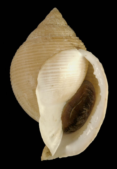 Galeodea rugosa (Linnaeus, 1771)Specimen from Mlaga province, Spain  (actual size 81 mm)