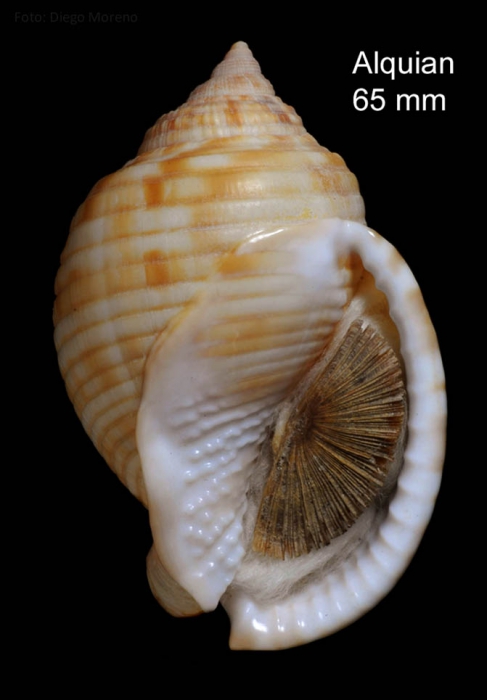 Semicassis undulata (Gmelin, 1791)Specimen from El Alquián, Almería, Spain (actual size 65 mm). Semicassis undulata (Gmelin, 1791)Specimen from El Alquián, Almería, Spain (actual size 65 mm).