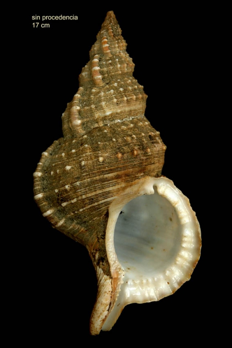 Ranella olearium (Linnaeus, 1758)Specimen from Málaga province, Spain (actual size 170 mm) Ranella olearium (Linnaeus, 1758)Specimen from Málaga province, Spain (actual size 170 mm)