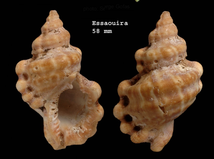 Bursa scrobilator (Linnaeus, 1758)Shell from Essaouira (actual size 58 mm) Bursa scrobilator (Linnaeus, 1758)Shell from Essaouira (actual size 58 mm)