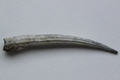 Dentalium bisexangulatum