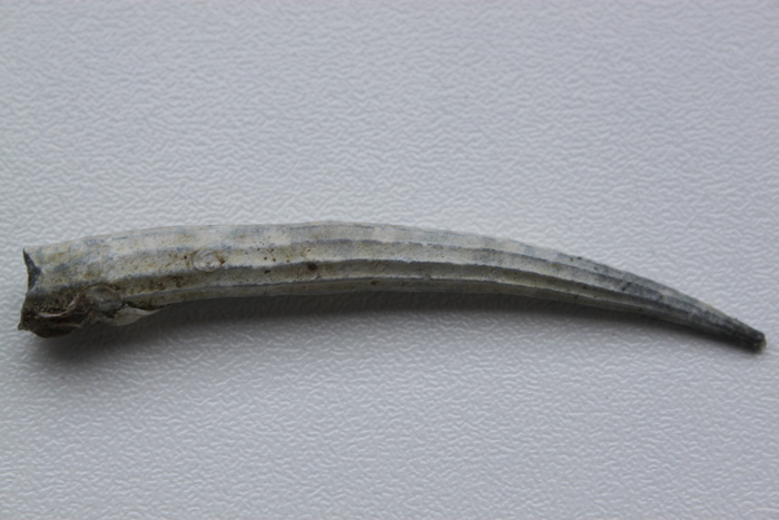 Dentalium bisexangulatum Dentalium bisexangulatum