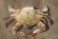 Crustacea (crustaceans)