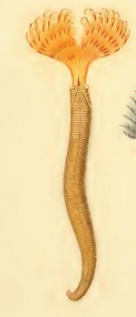 Pseudobranchiomma ceratodaula original plate (as Sabella ceratodaula)