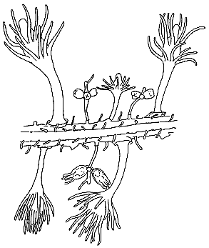 Balella mirabilis (Nutting, 1906)