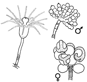 Family Eudendriidae - Genus Eudendrium