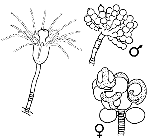 Hydrozoa (hydroids)