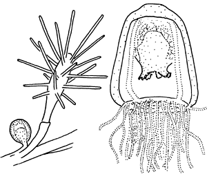 Family Oceaniidae