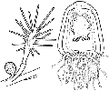 Hydrozoa (hydroids)