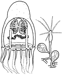 Family Pandeidae