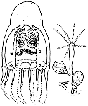 Hydrozoa (hydroids)