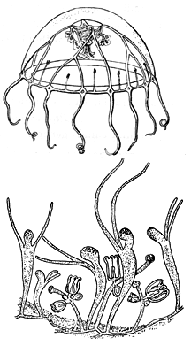 Family Proboscidactylidae -Genus Proboscidactyla; typical medusa and polyp