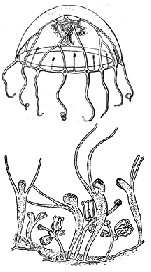 Family Proboscidactylidae -Genus Proboscidactyla; typical medusa and polyp