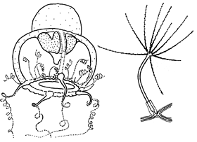 Family Protiaridae: typical medusa and polyp Family Protiaridae: typical medusa and polyp
