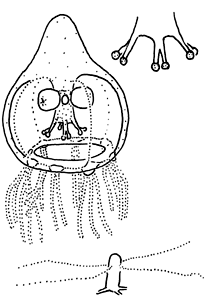 Family Rathkeaidae - Genus Rathkea: typical medusa and polyp