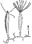 Family Rhysiidae - Genus Rhysia: typical polyp